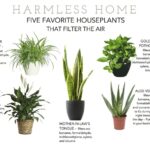Can Houseplants Improve Air Quality
