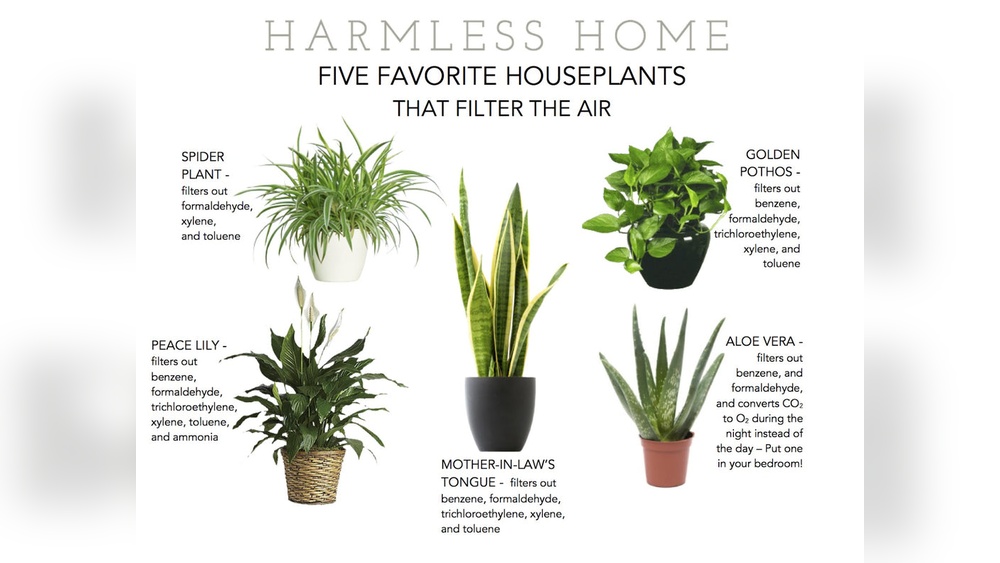 Can Houseplants Improve Air Quality